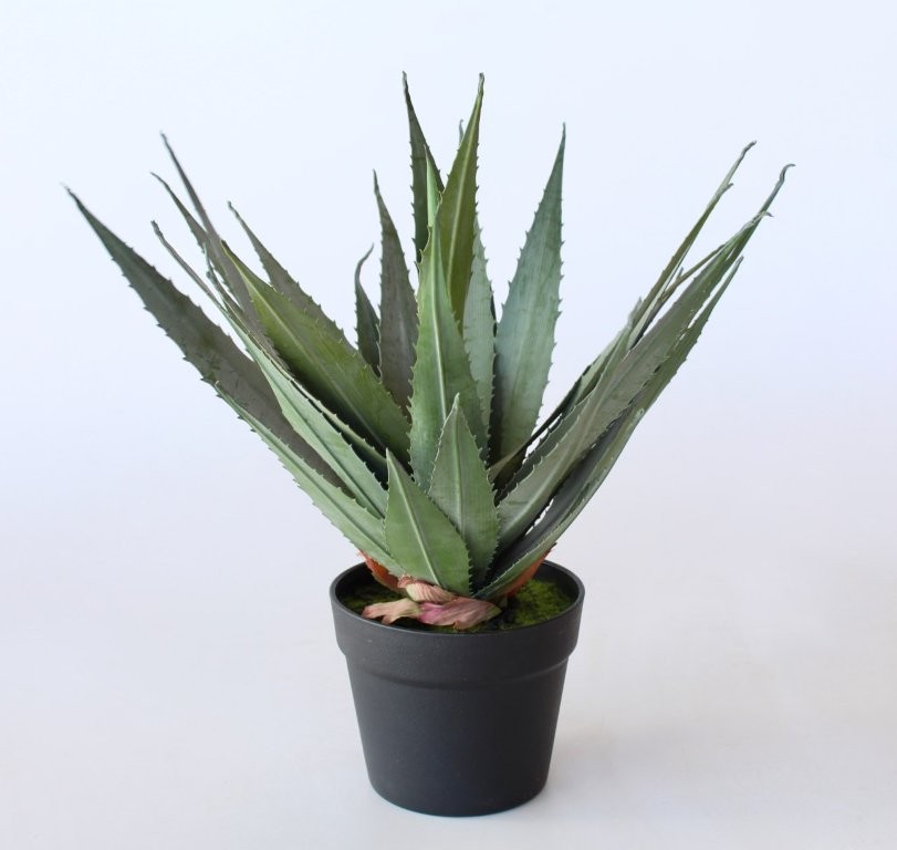 Large Agave In Pot